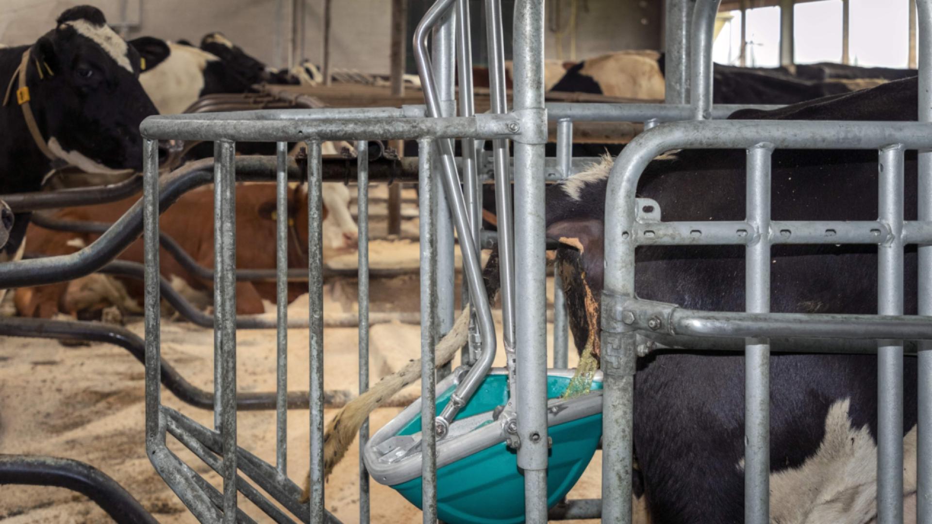 CowToilet officieel erkend als AER-maatregel in Vlaanderen